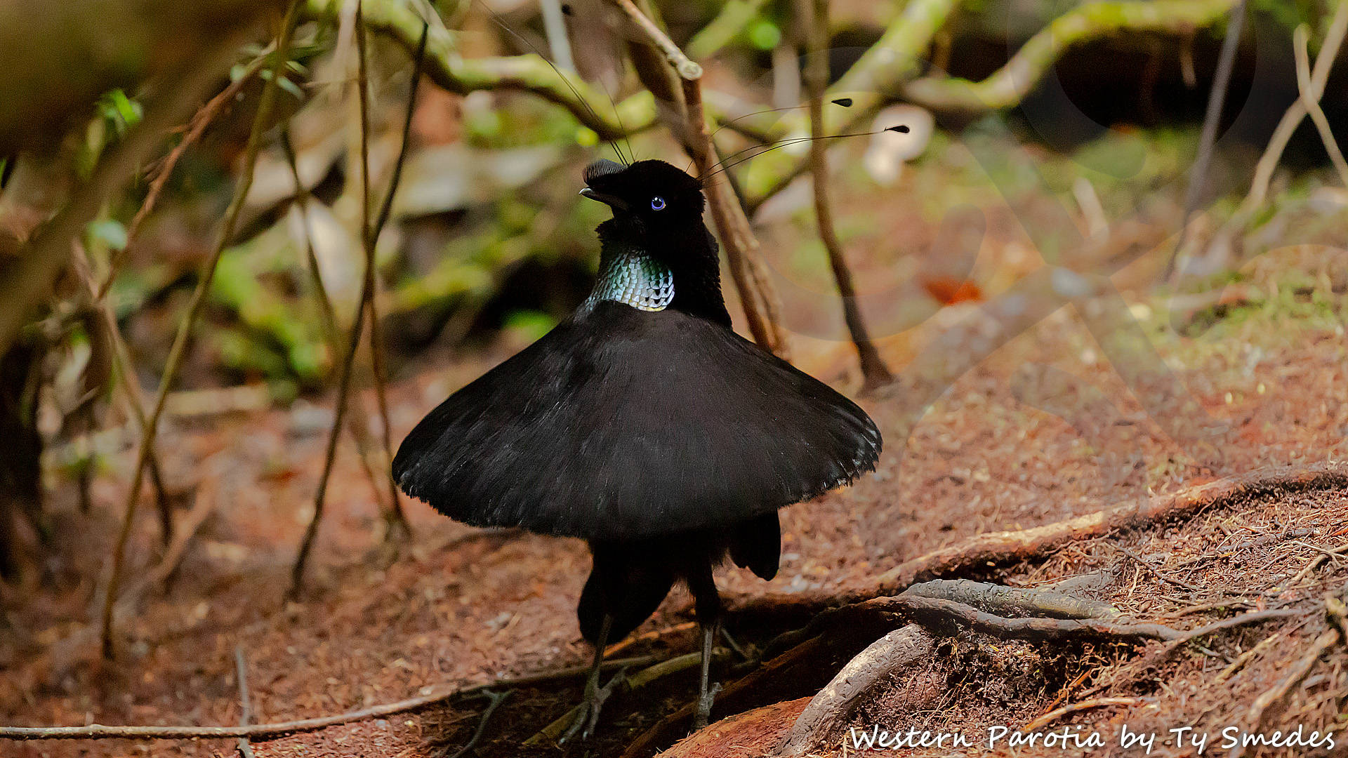 The ballerina-display of the adult male Western Parotia Parotia sefilata on its meticulously cleared ground court has to be witnessed to be believed. This amazing bird-of-paradise is but one of 66 bird species endemic to West Papua, where it occurs at mid-elevations in the Arfak, Tamrau and Wandammen Mountains. Copyright © Ty Smedes