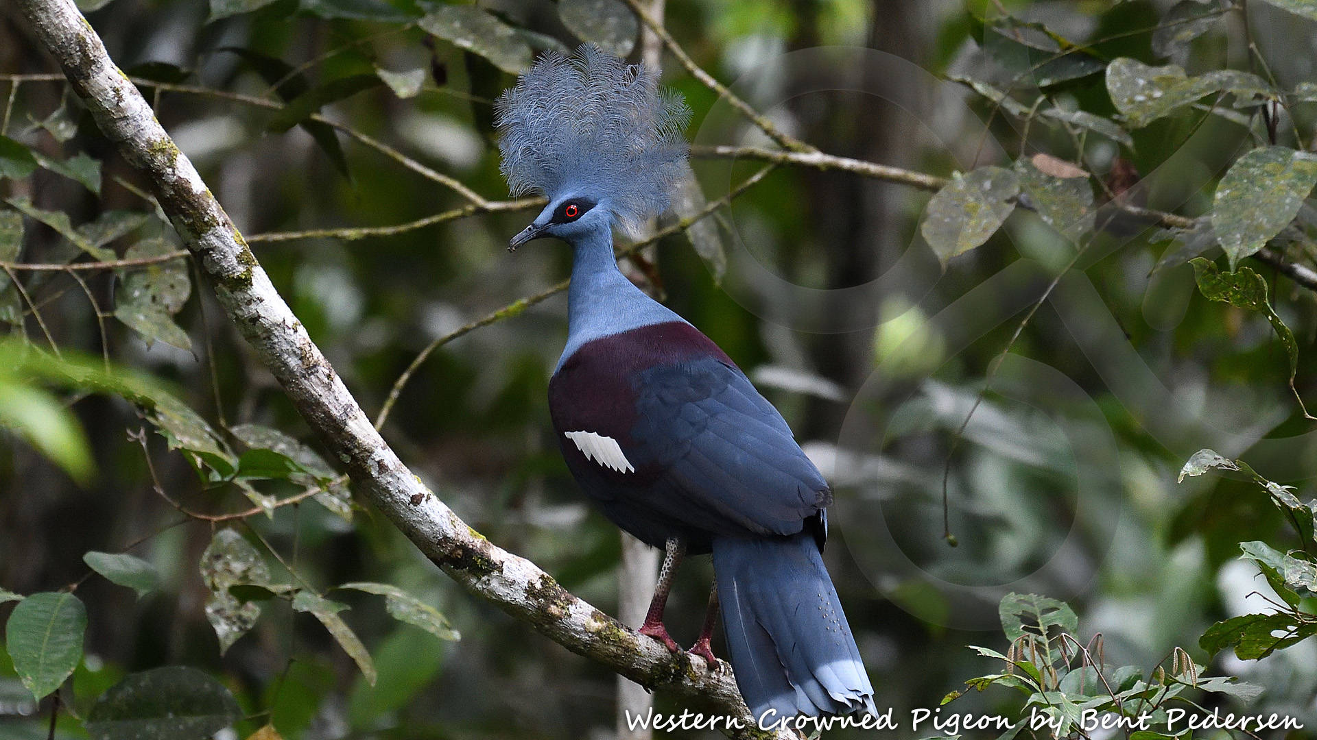 The delightful Western Crowned Pigeon Goura cristata is among 66 bird species that are endemic to West Papua and, except for an introduced population on the Moluccan island of Seram, occurs nowhere else on Earth. Copyright © Bent Pedersen
